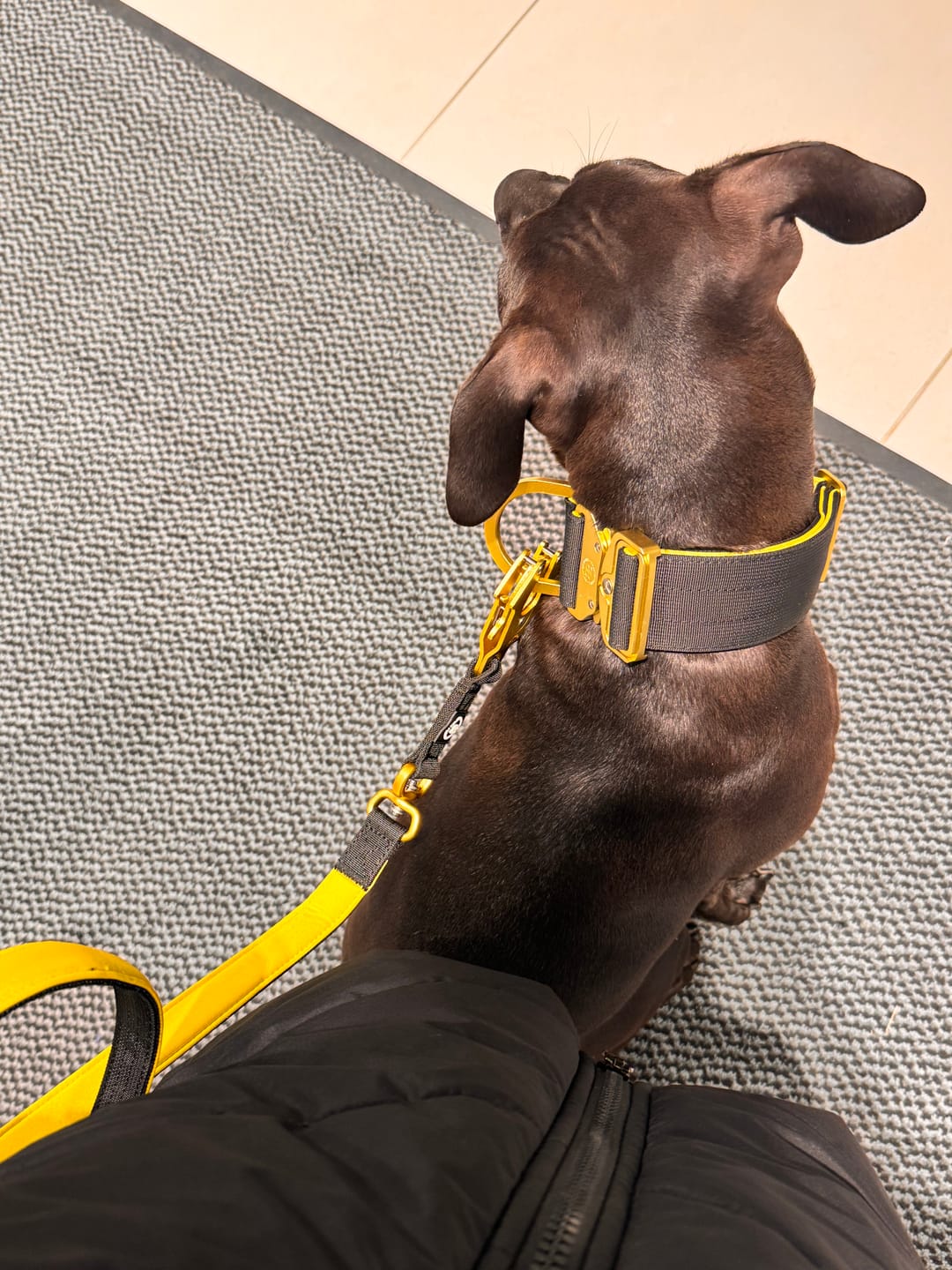 Customer photo review of 1.4m Lighter Swivel Combat Leash | Anti-Tangle & Secure Clip - Black x Yellow