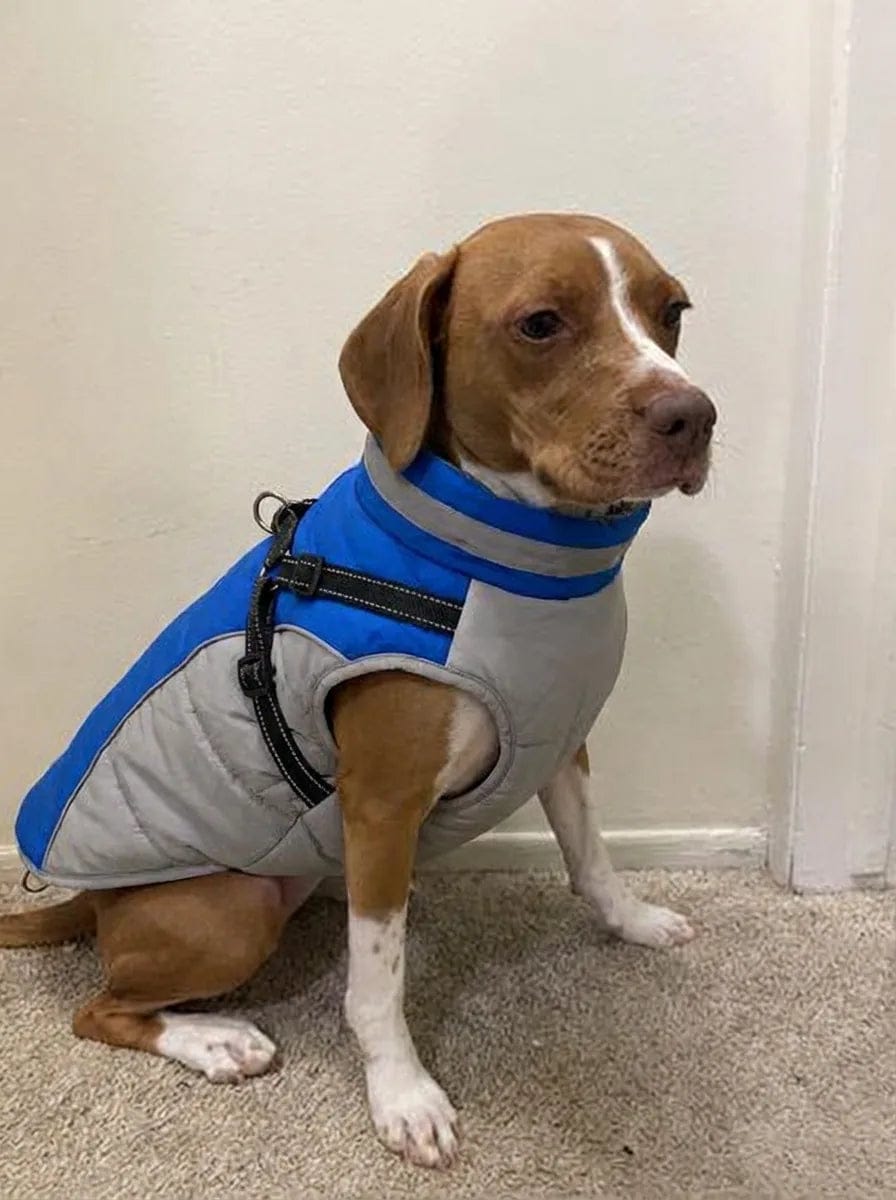 Customer photo review of Manteau imperméable pour chien Dog Trotter