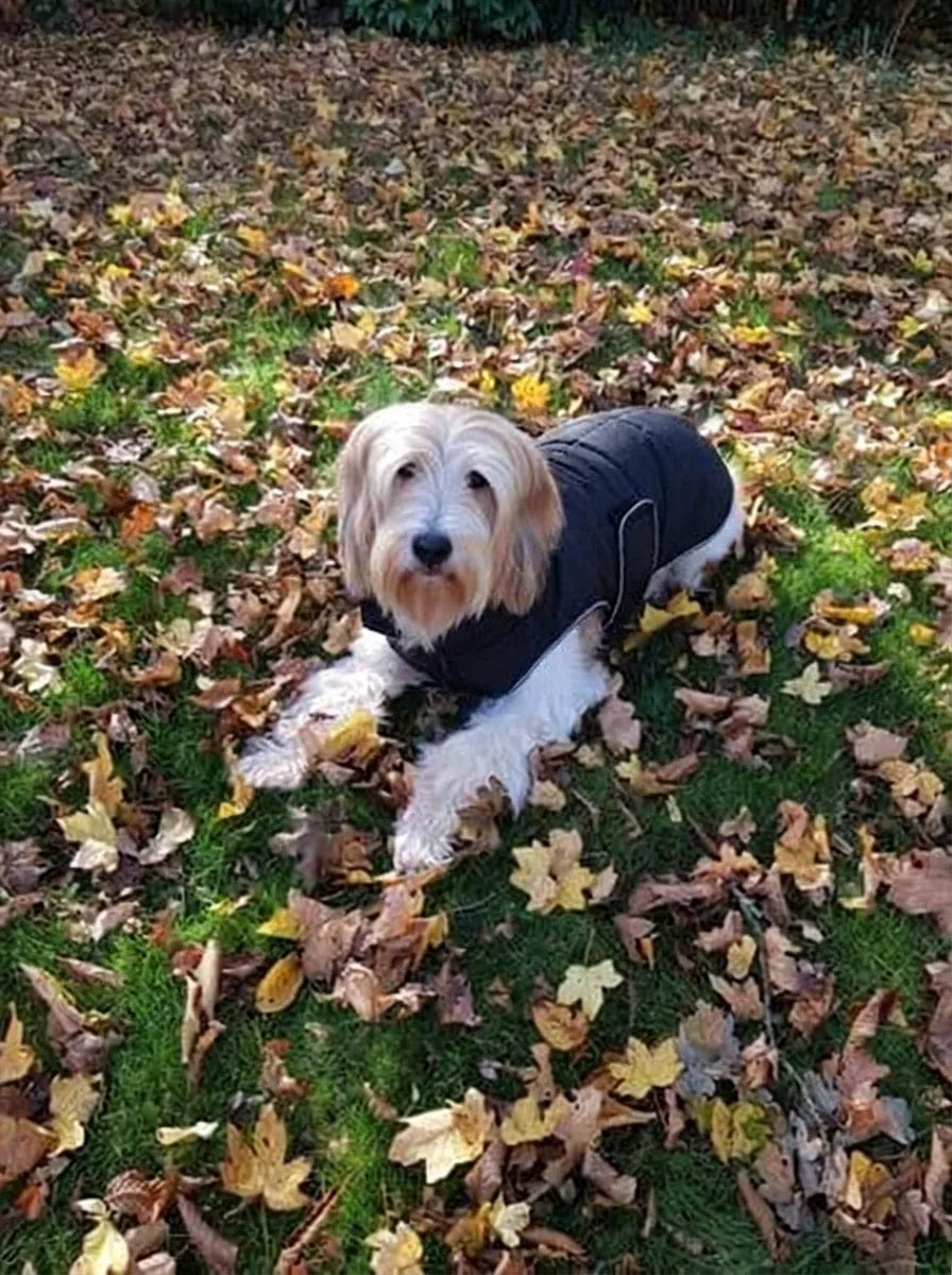 Customer photo review of Doudoune matelassée pour chien Dog Trotter