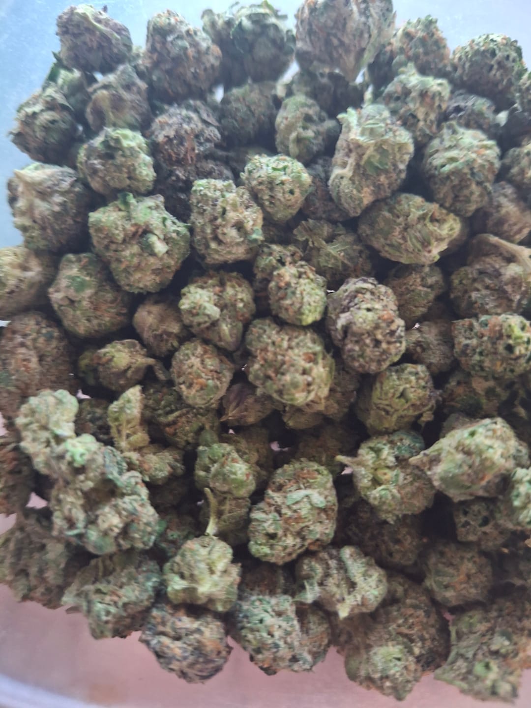 Customer photo review of Black Cherry Gelato Smalls - THCA Flower