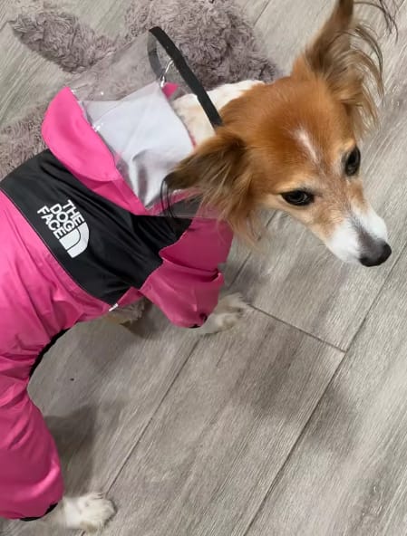 Customer photo review of Dog Raincoat That Keeps Your Pup Dry