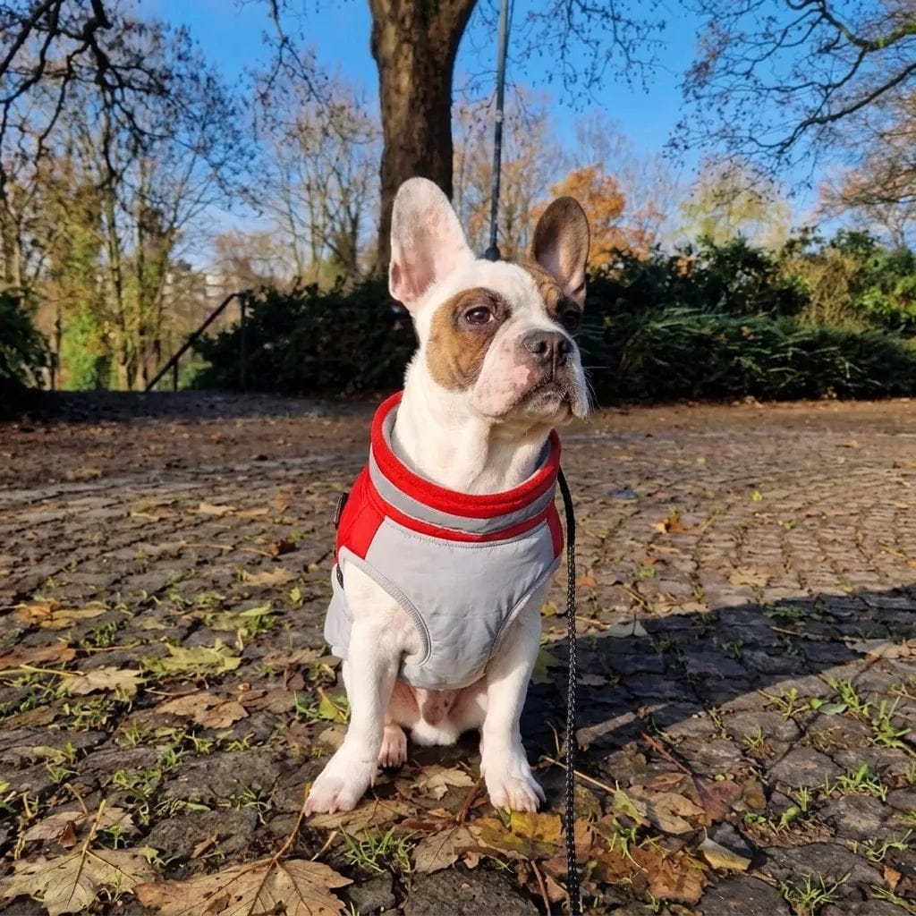 Customer photo review of Manteau imperméable pour chien Dog Trotter