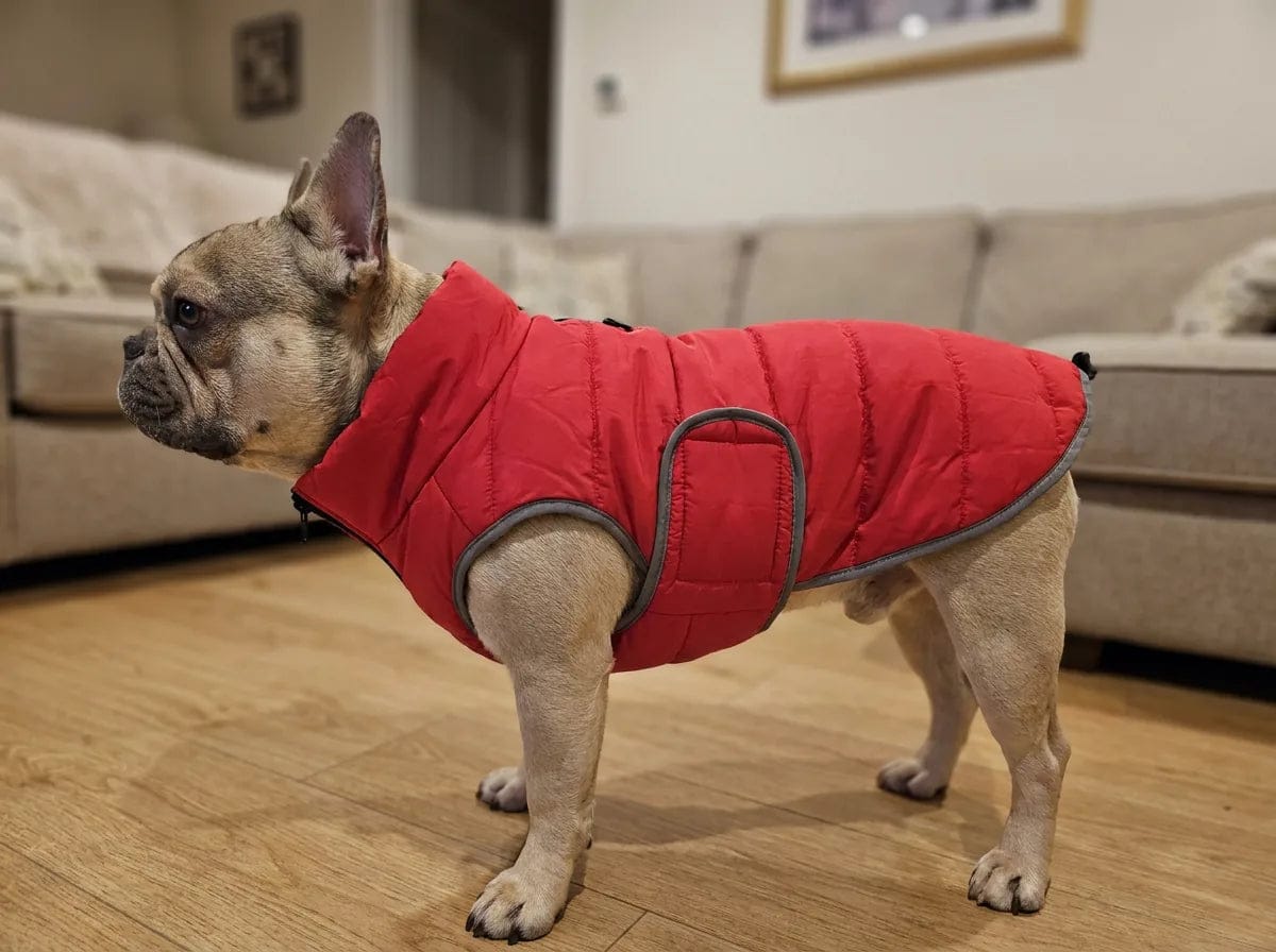 Customer photo review of Doudoune matelassée pour chien Dog Trotter