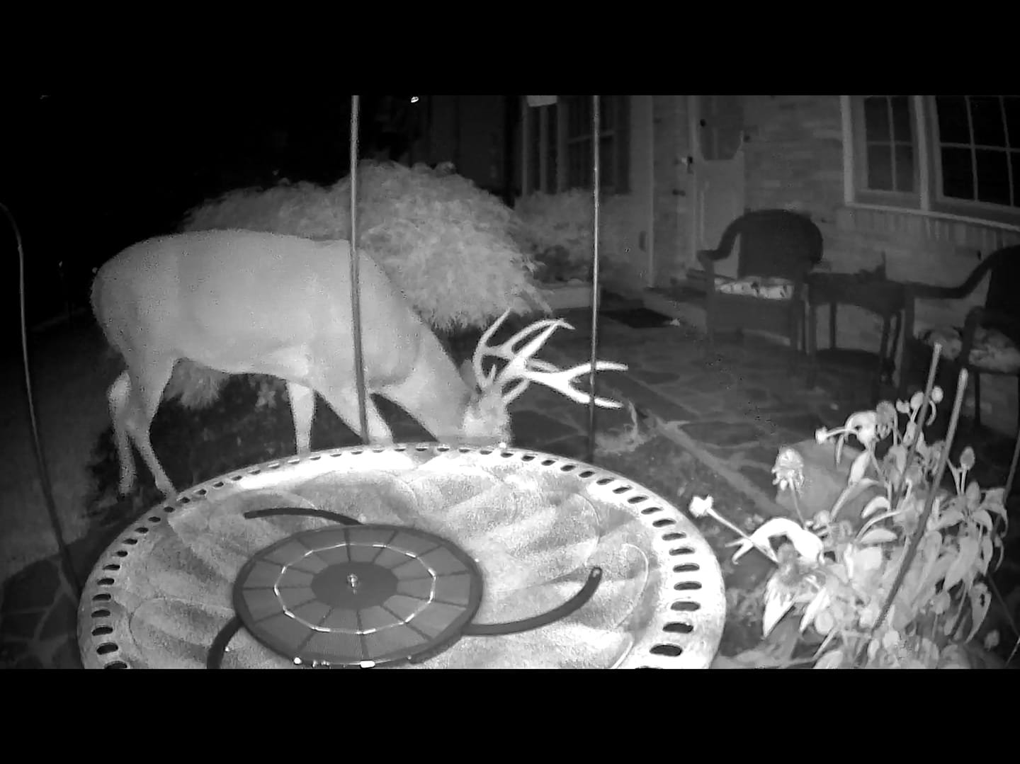 Customer photo review of Birdfy Cam 2K - Smart Birdwatching Camera Traditional bird feeder companion