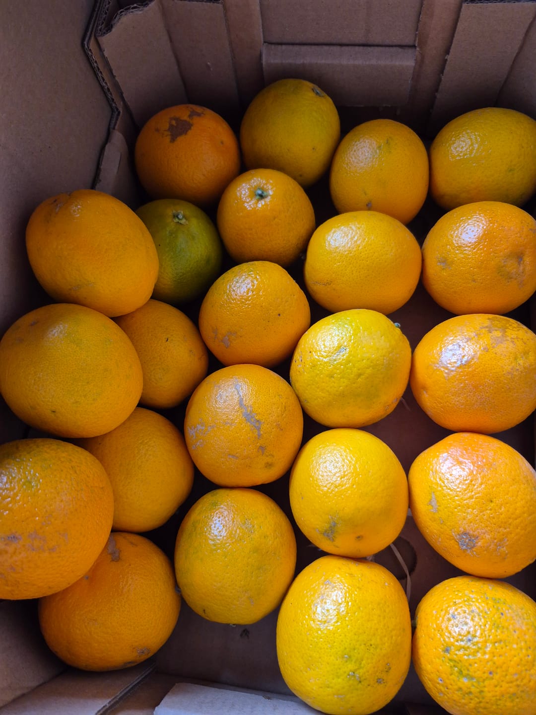 Customer photo review of Orangen Valencia Bio neue Ernte
