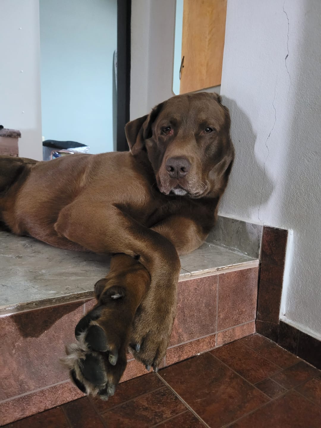Customer photo review of Probioticos para perros