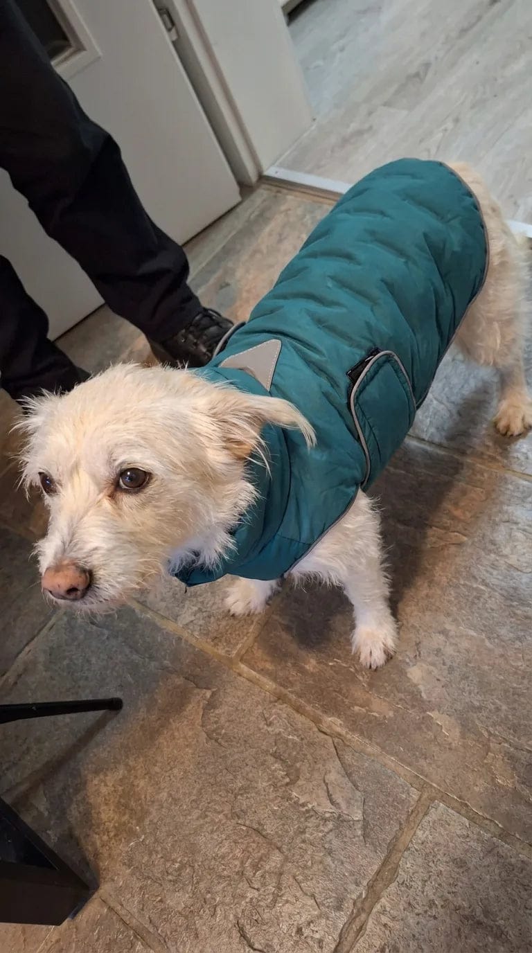 Customer photo review of Doudoune matelassée pour chien Dog Trotter