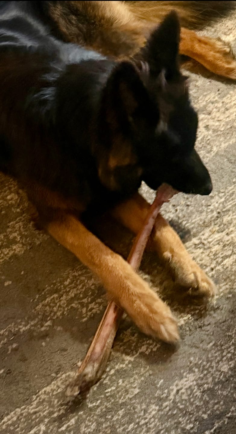 Customer photo review of Ostrich Long Bone (19" x 3.5"): The Ultimate Challenge for Medium, Large & Extra-Large Dogs