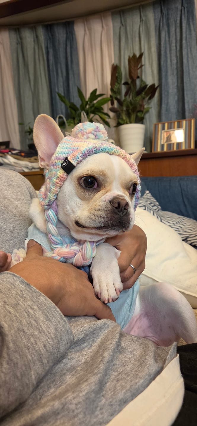 Customer photo review of Knit Pom Pom Dog Beanie Hats