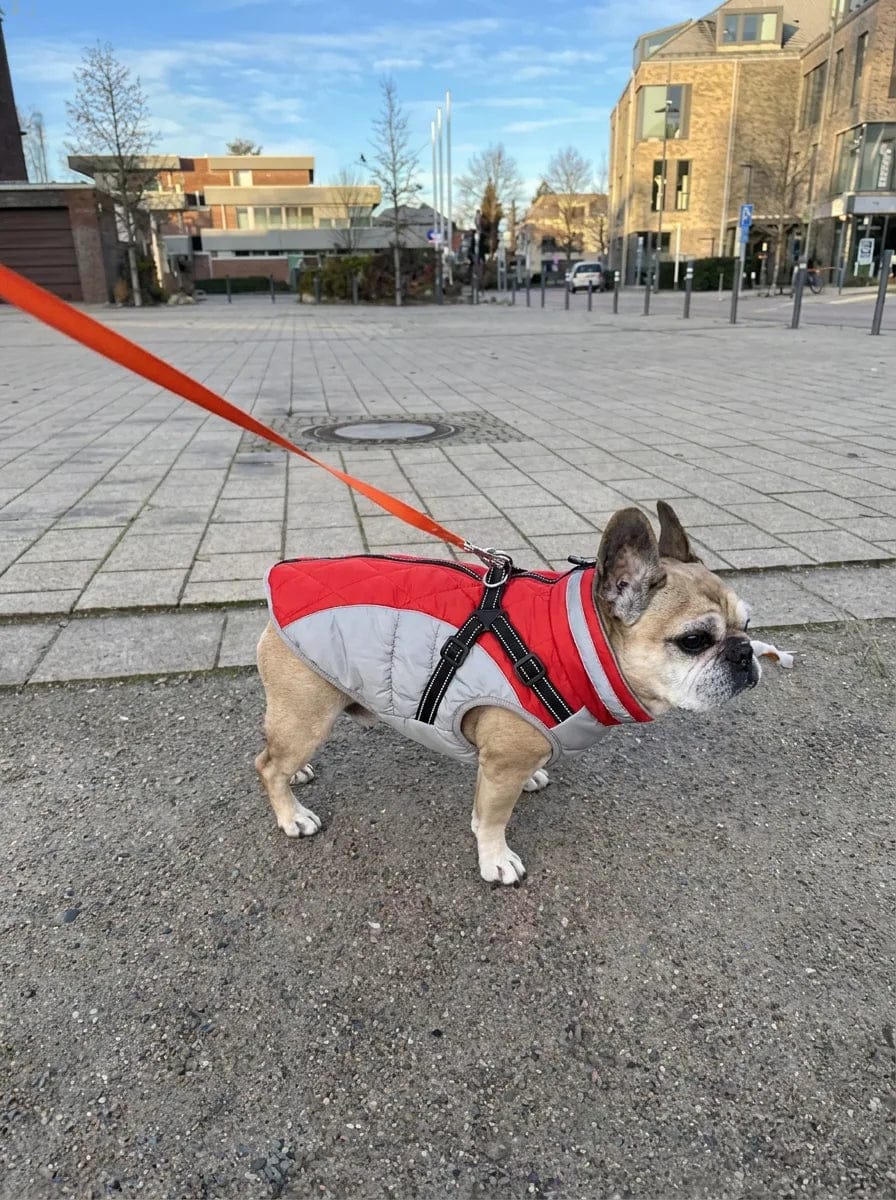Customer photo review of Manteau imperméable pour chien Dog Trotter