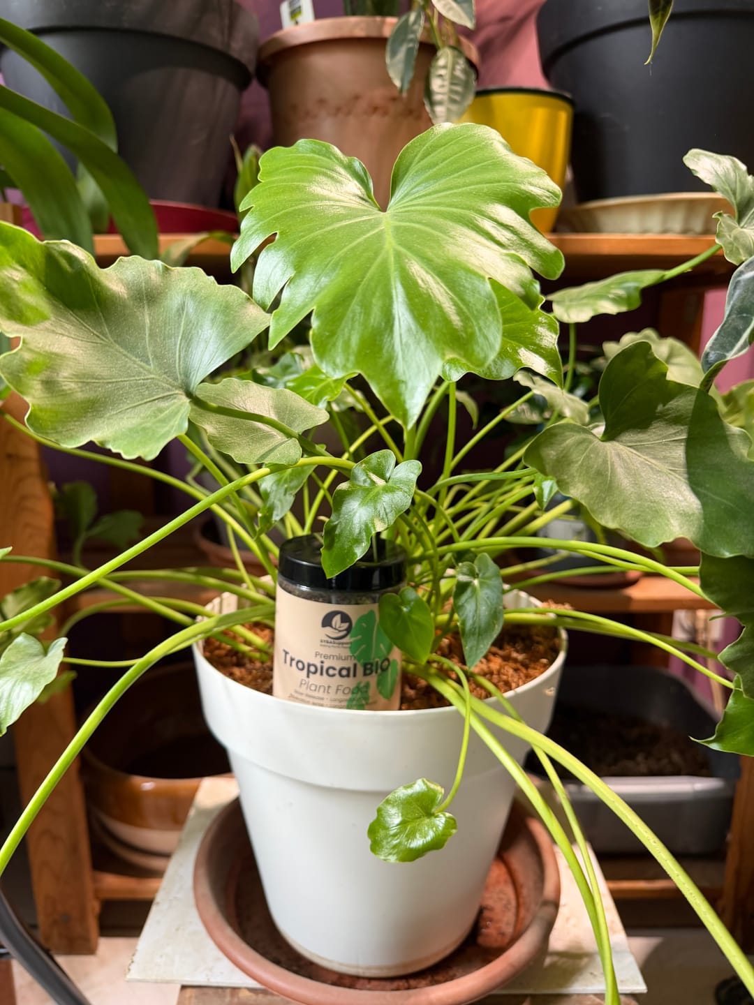 Customer photo review of Tropical Slow-Release Plant Food