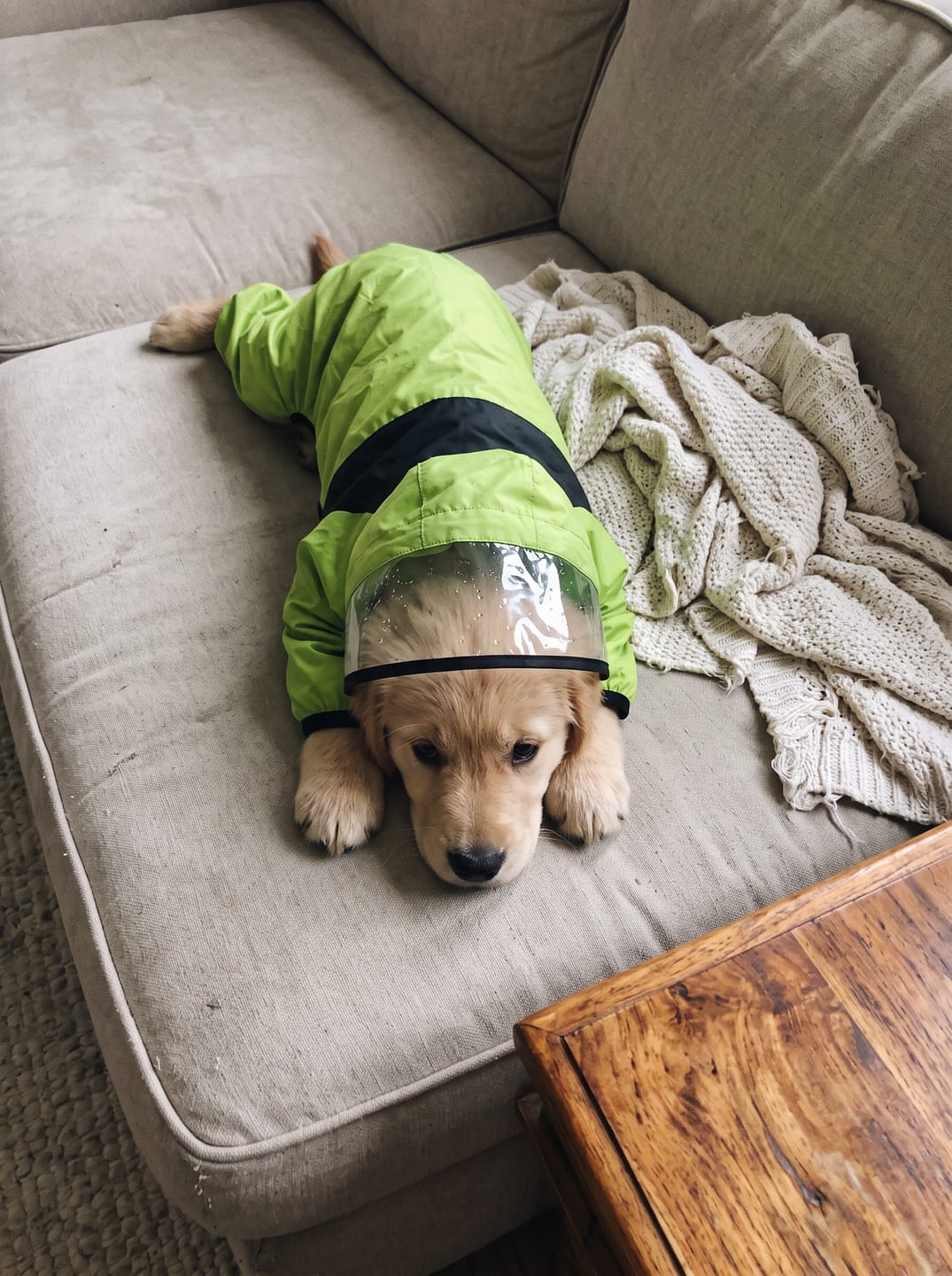 Customer photo review of Dog Raincoat That Keeps Your Pup Dry