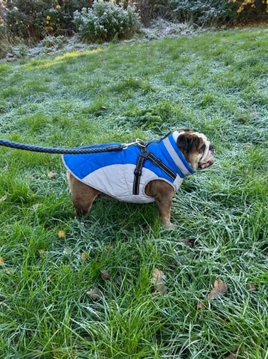 Customer photo review of Manteau imperméable pour chien Dog Trotter