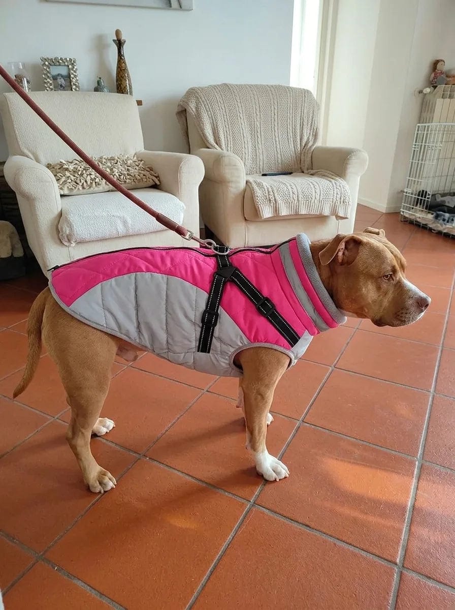 Customer photo review of Manteau imperméable pour chien Dog Trotter