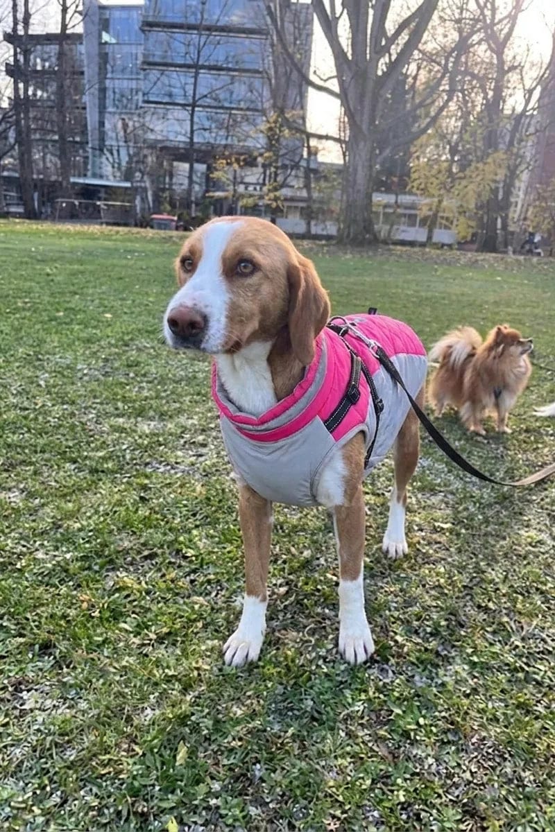 Customer photo review of Manteau imperméable pour chien Dog Trotter
