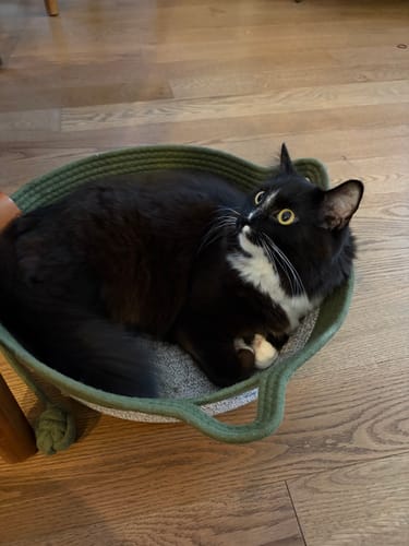 Customer's tuxedo cat curled up inside the green, woven Instinct Basket on a wooden floor.