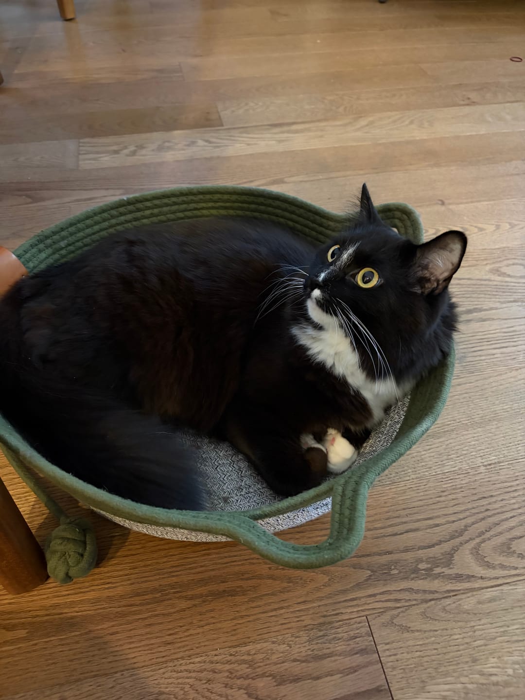 Customer photo review of Instinct Basket | Meet the first research-backed natural scratcher for indoor cats
