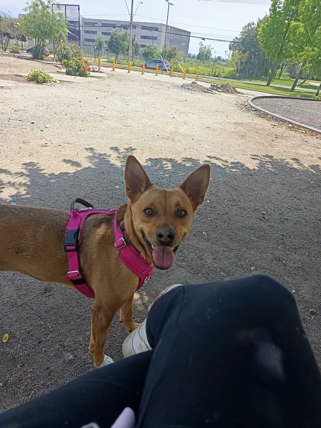 Customer photo review of Arnés Aerosport para Perros - Street Dogs - Pink