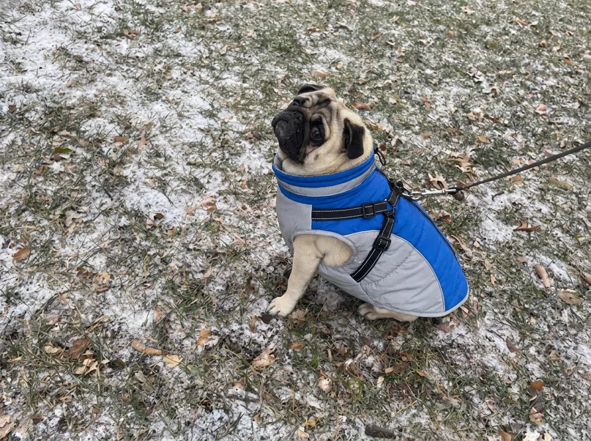 Customer photo review of Manteau imperméable pour chien Dog Trotter