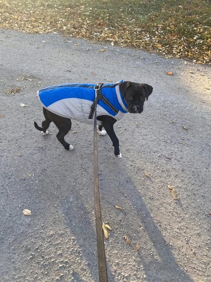 Customer photo review of Manteau imperméable pour chien Dog Trotter