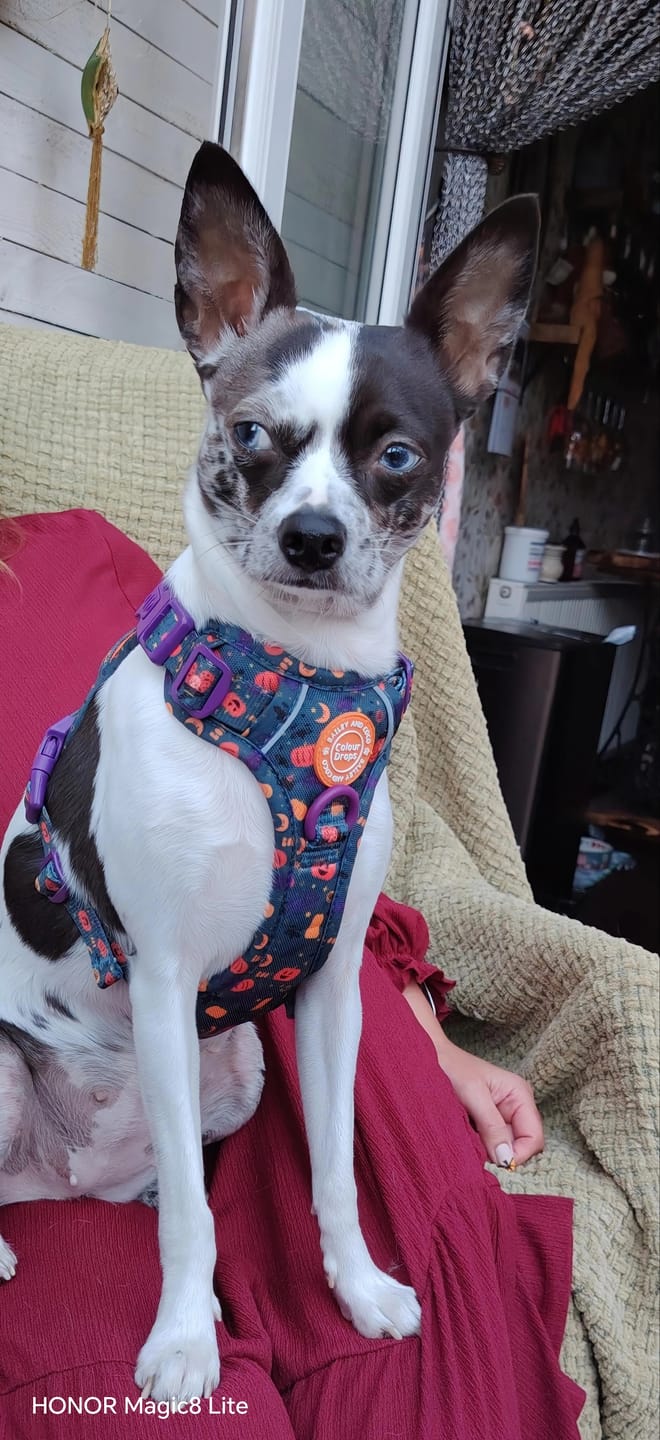 Customer photo review of Dog Harness and Lead Set - Colour Drops - Spellbound Autumn