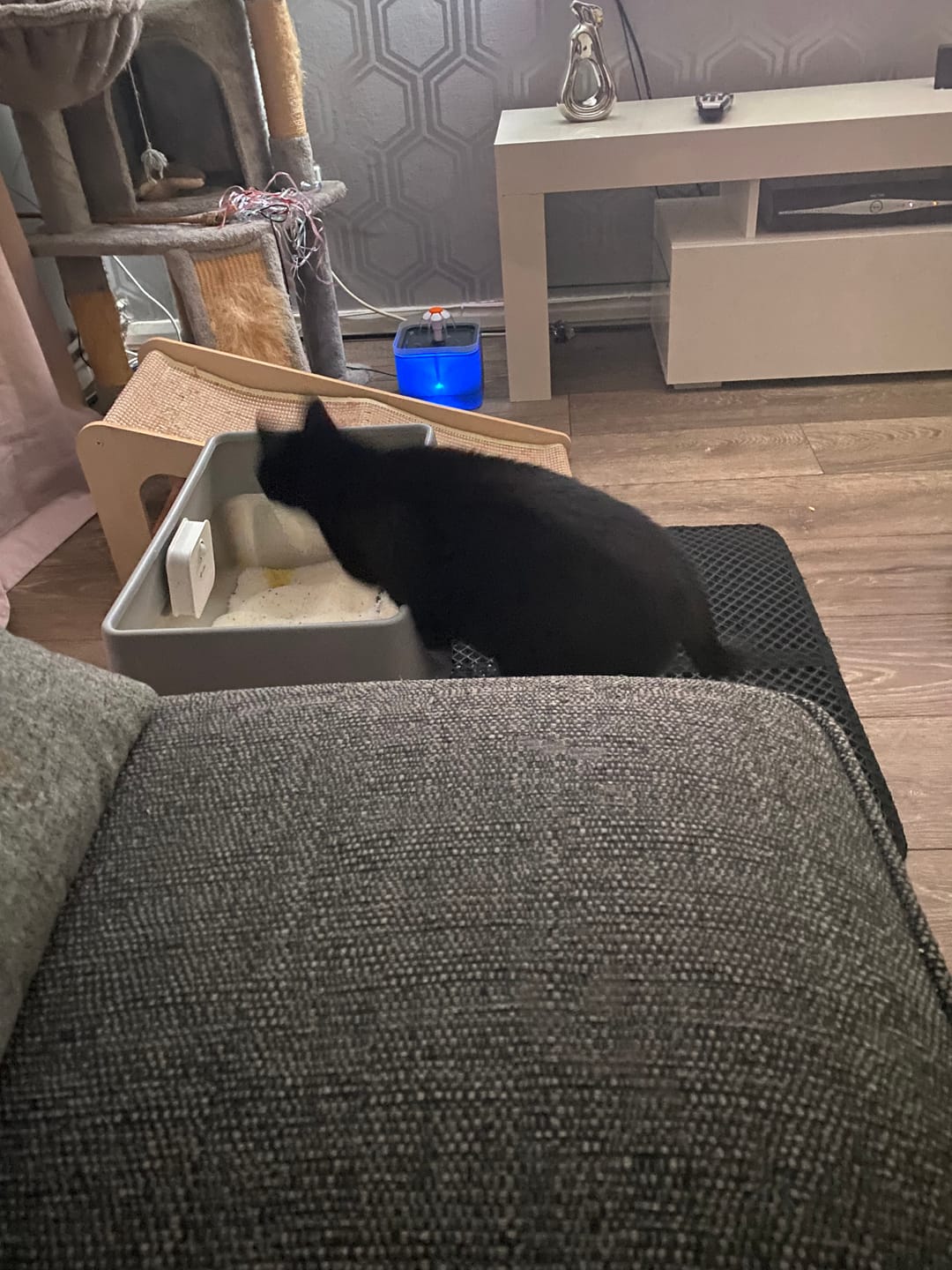 Customer photo review of Fit Litter