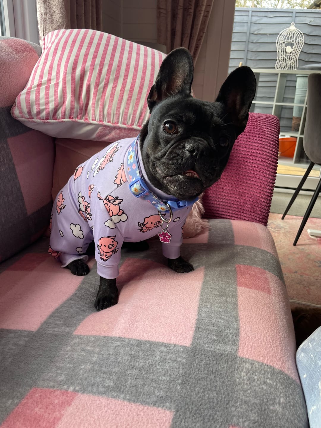 Customer photo review of Dog Pajama - When Pigs Fly