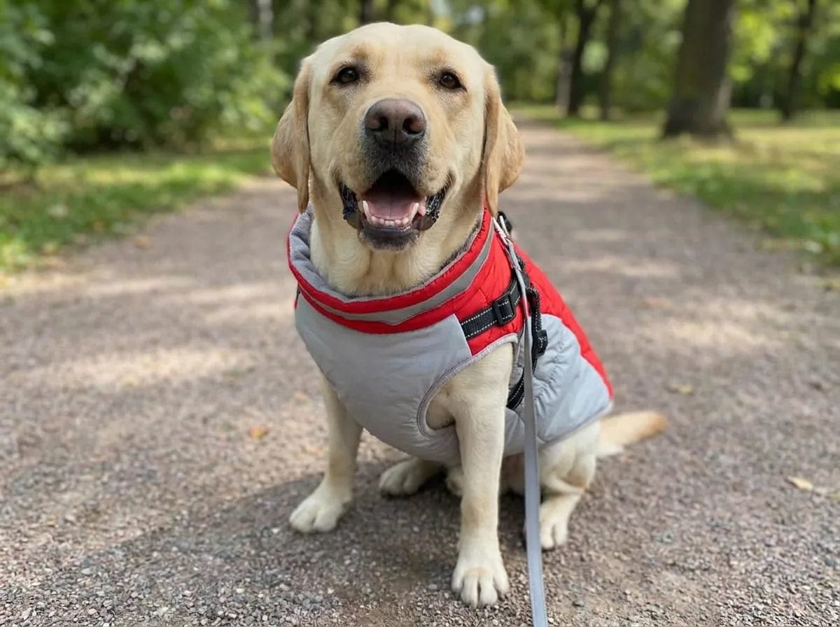 Customer photo review of Manteau imperméable pour chien Dog Trotter