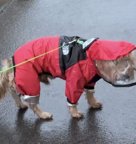 Customer photo review of Dog Raincoat That Keeps Your Pup Dry