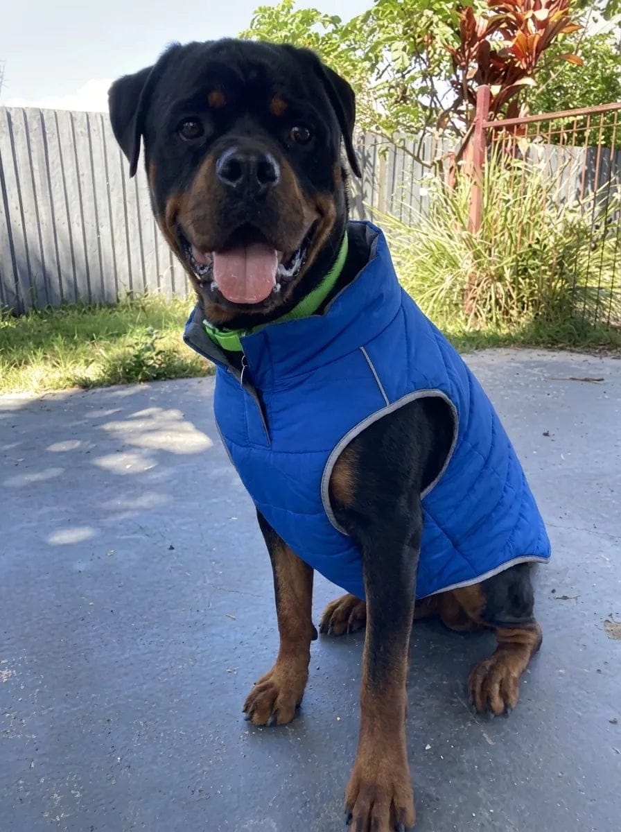 Customer photo review of Doudoune matelassée pour chien Dog Trotter