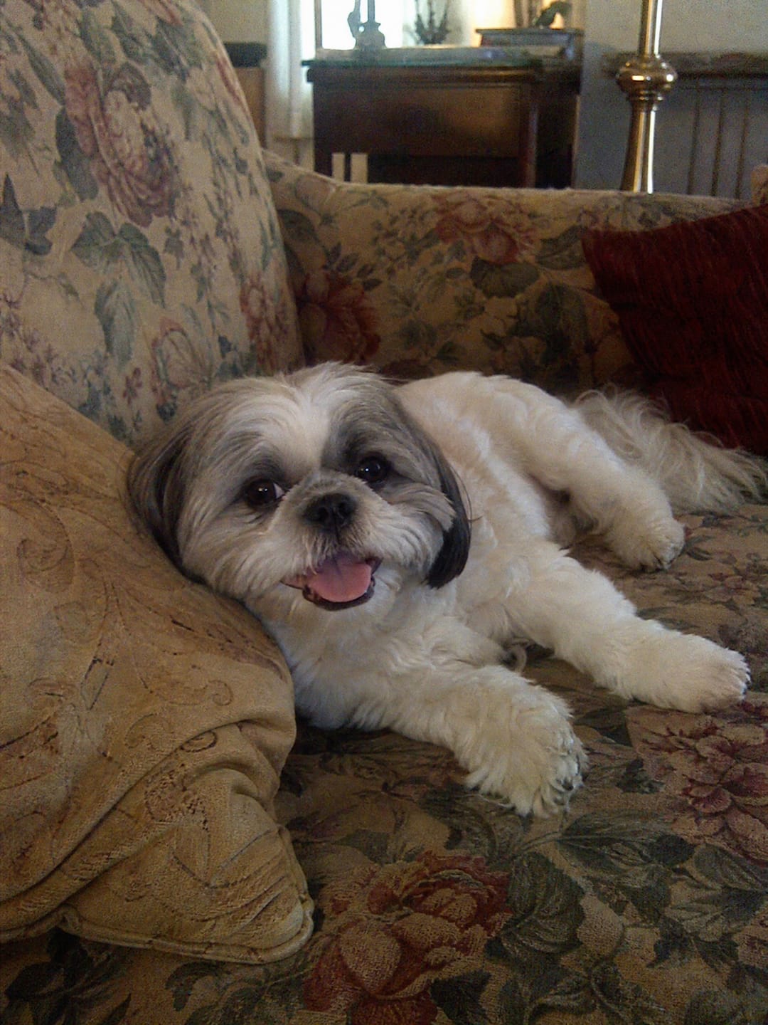 Customer photo review of Deep Sleep Chews for Accidents