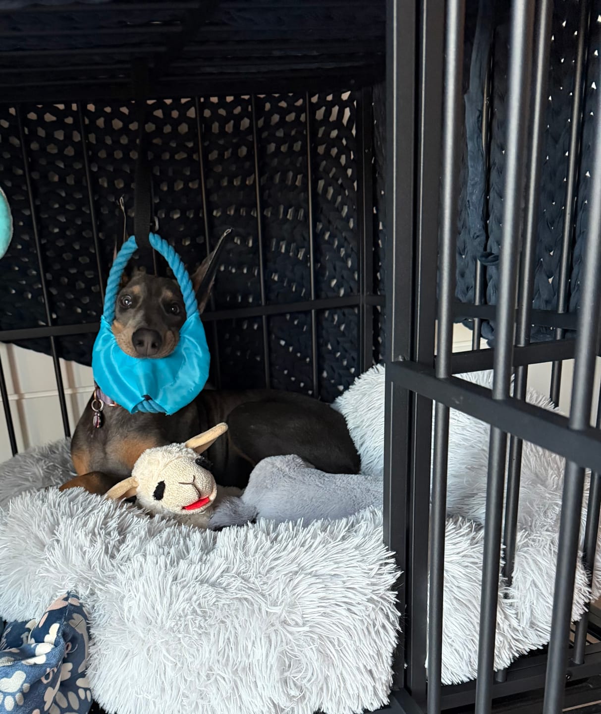 Customer photo review of The Original Fluffy Bean® Pet Bed