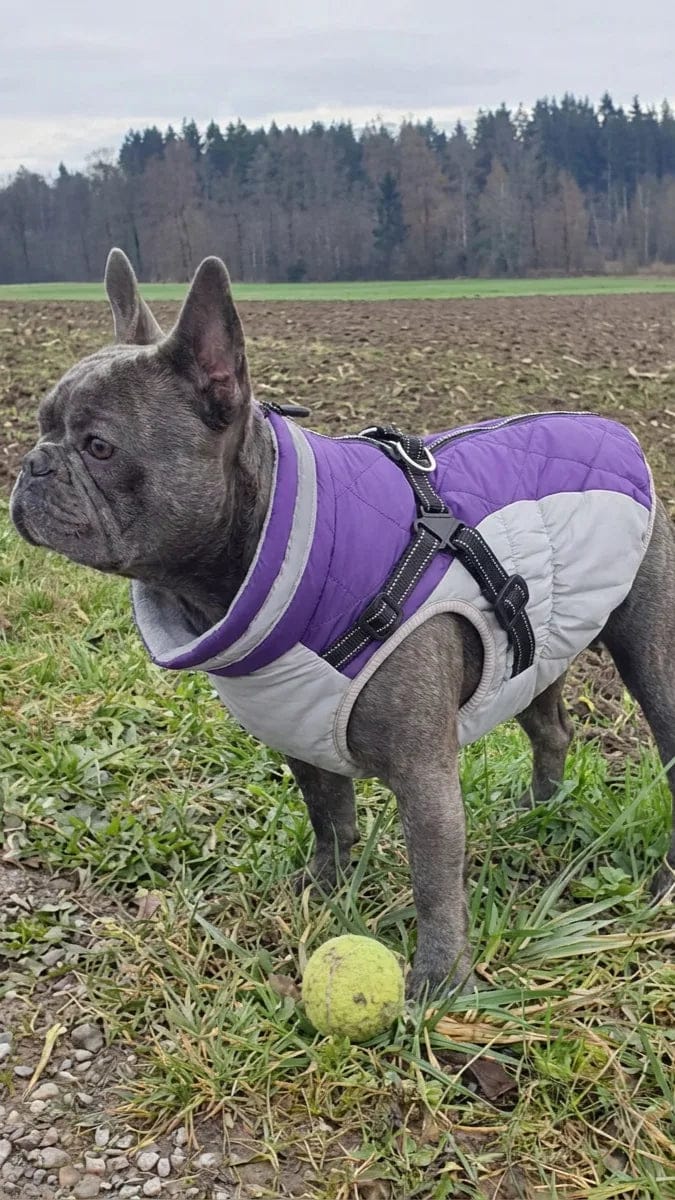 Customer photo review of Manteau imperméable pour chien Dog Trotter