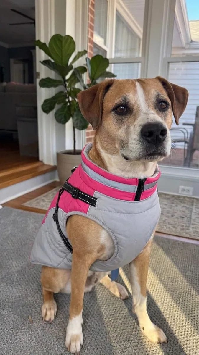 Customer photo review of Manteau imperméable pour chien Dog Trotter