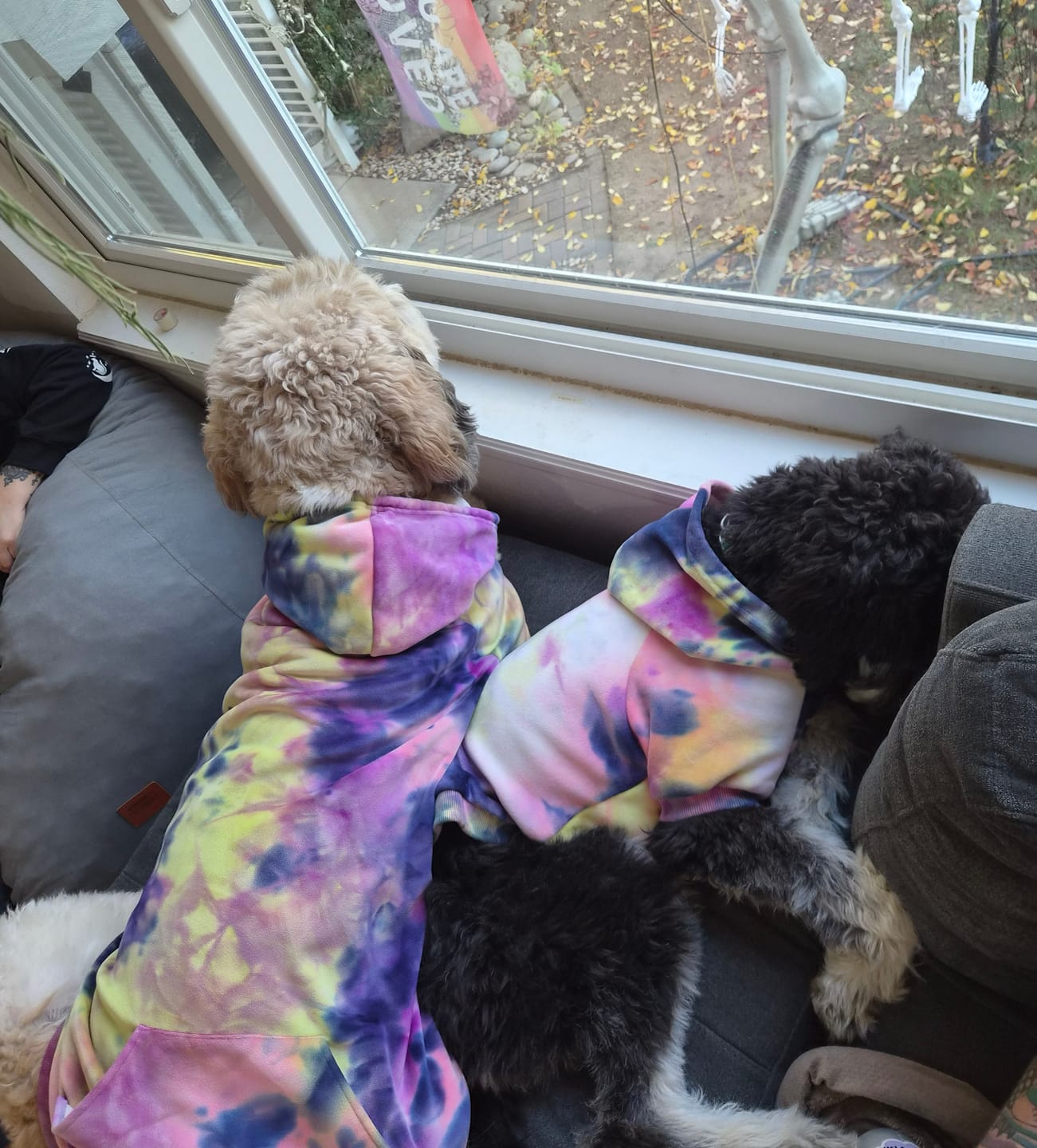 Customer photo review of Velvet Dog Hoodie - Berry Lemonade