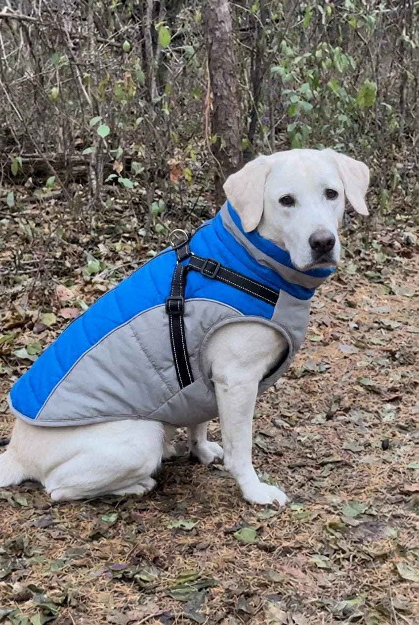 Customer photo review of Manteau imperméable pour chien Dog Trotter