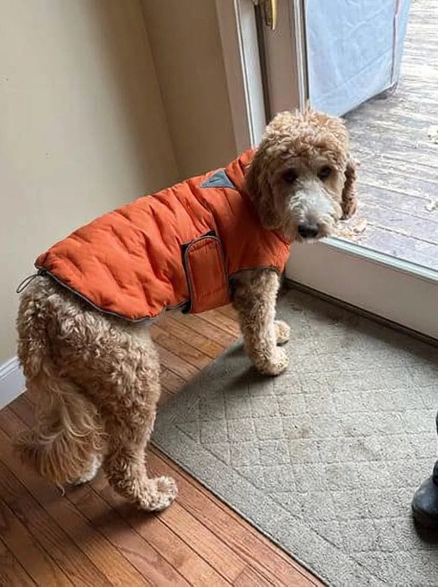 Customer photo review of Doudoune matelassée pour chien Dog Trotter