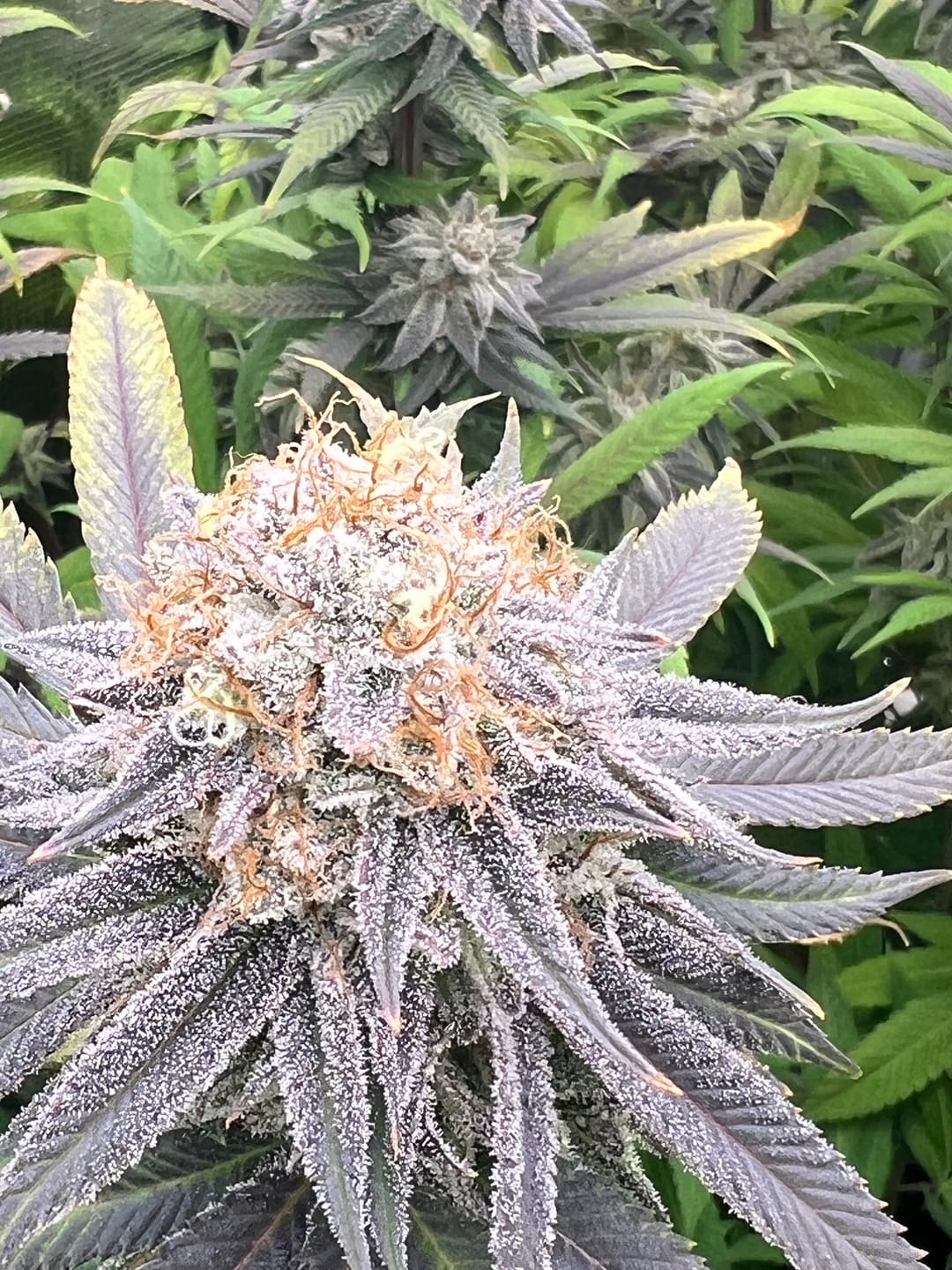 Customer photo review of MAC 1 Seeds