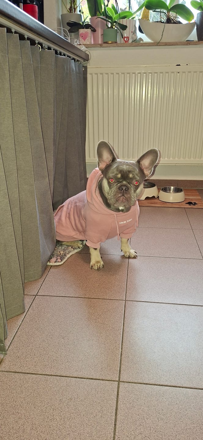 Customer photo review of Essential Dog Hoodies