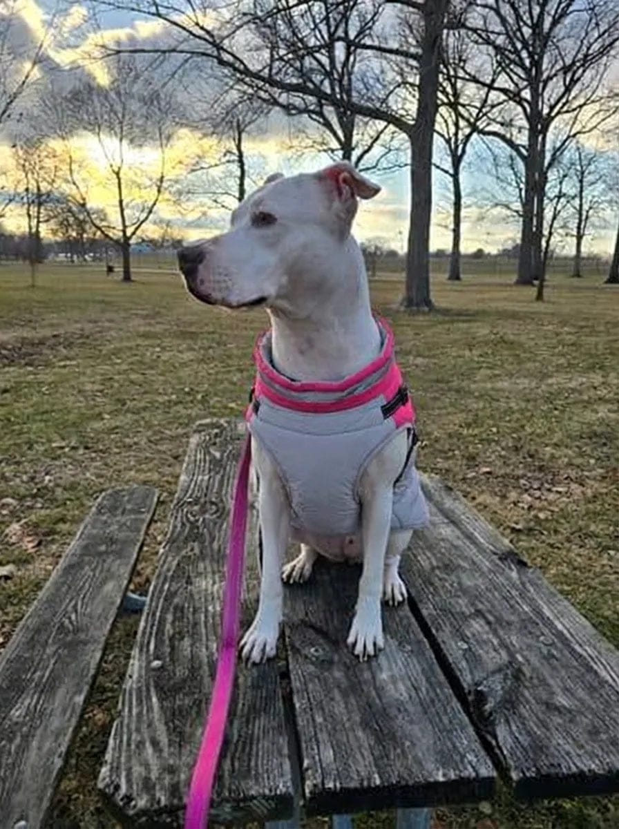 Customer photo review of Manteau imperméable pour chien Dog Trotter