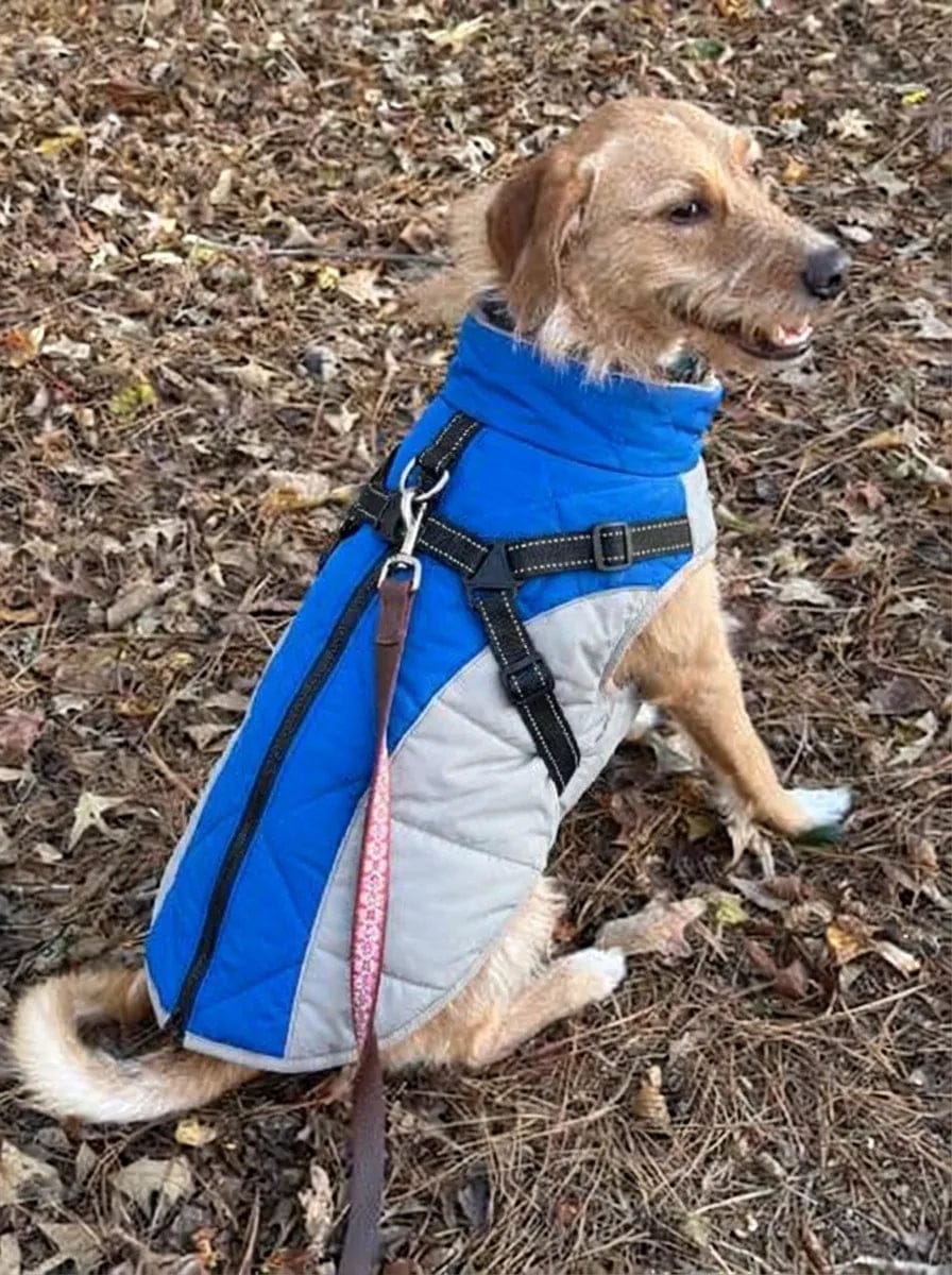 Customer photo review of Manteau imperméable pour chien Dog Trotter
