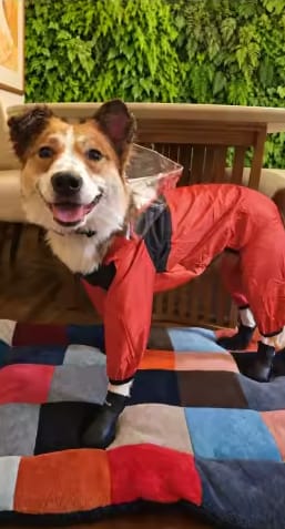 Customer photo review of Dog Raincoat That Keeps Your Pup Dry