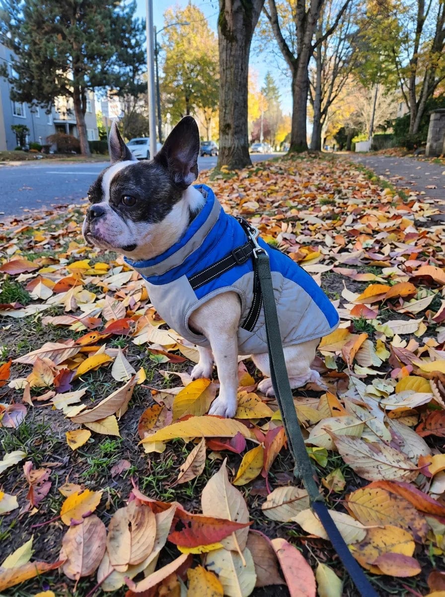 Customer photo review of Manteau imperméable pour chien Dog Trotter