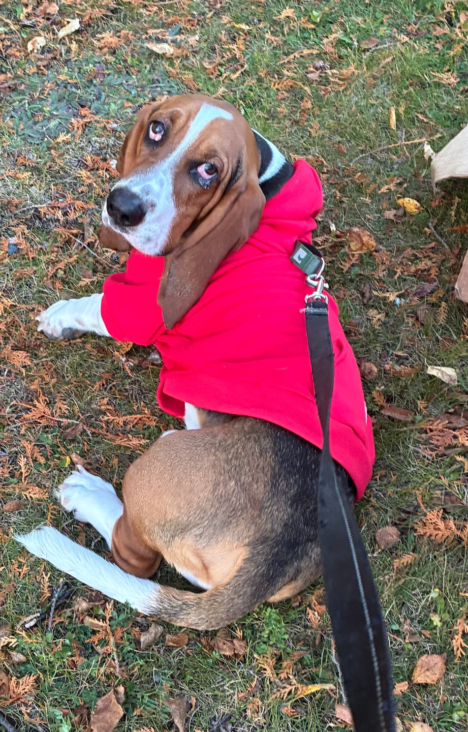 Customer photo review of Essential Dog Hoodie - Crimson Red