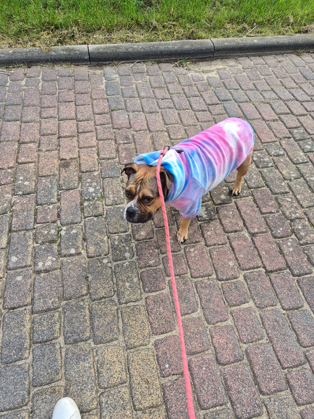 Customer photo review of Velvet Dog Hoodie - Snow Cone