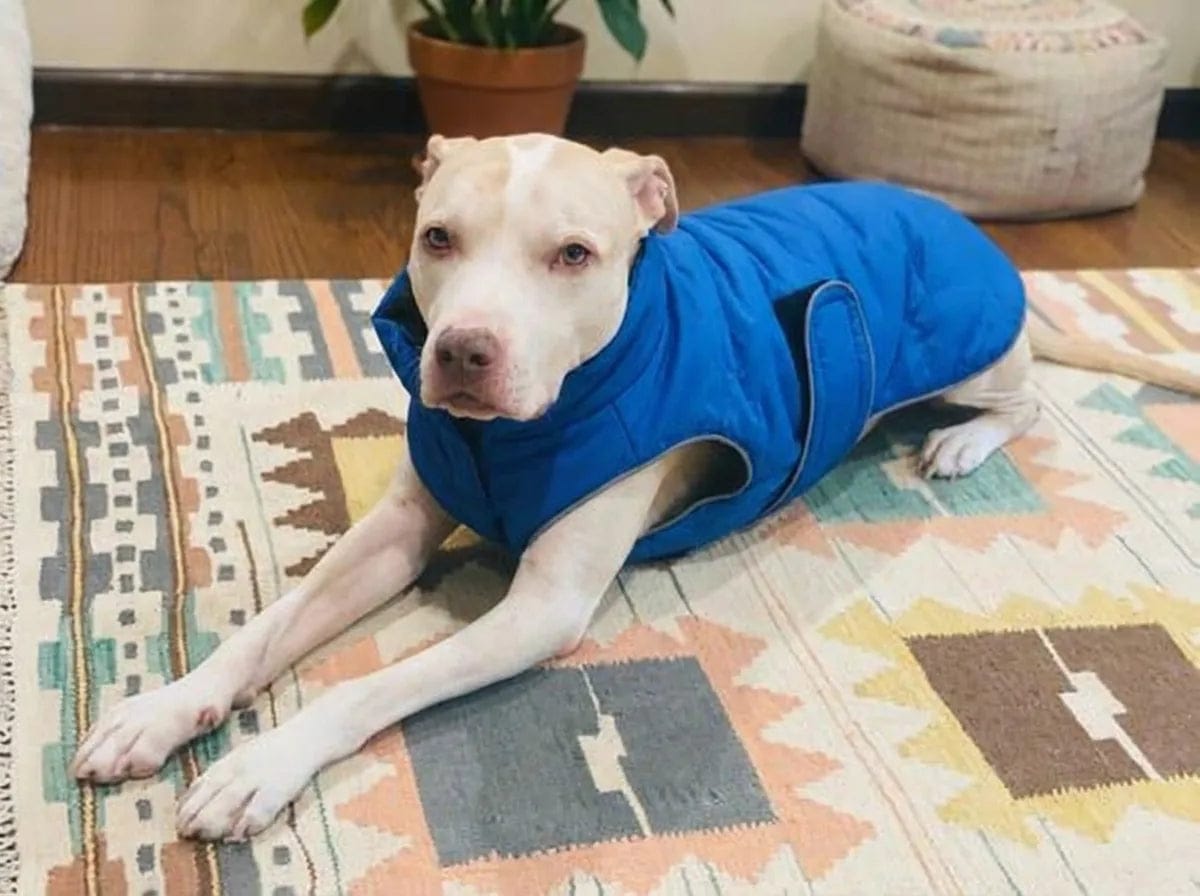 Customer photo review of Doudoune matelassée pour chien Dog Trotter