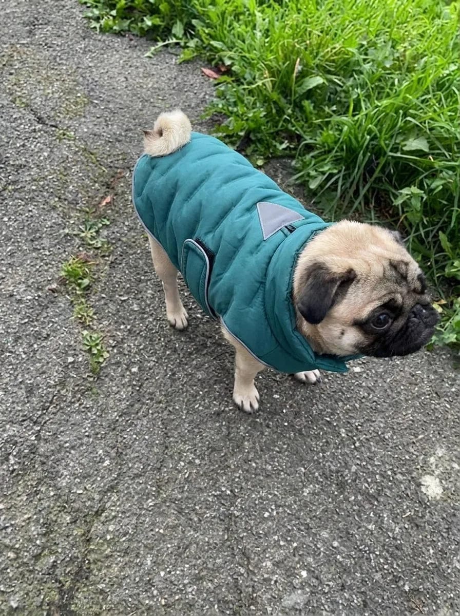 Customer photo review of Doudoune matelassée pour chien Dog Trotter