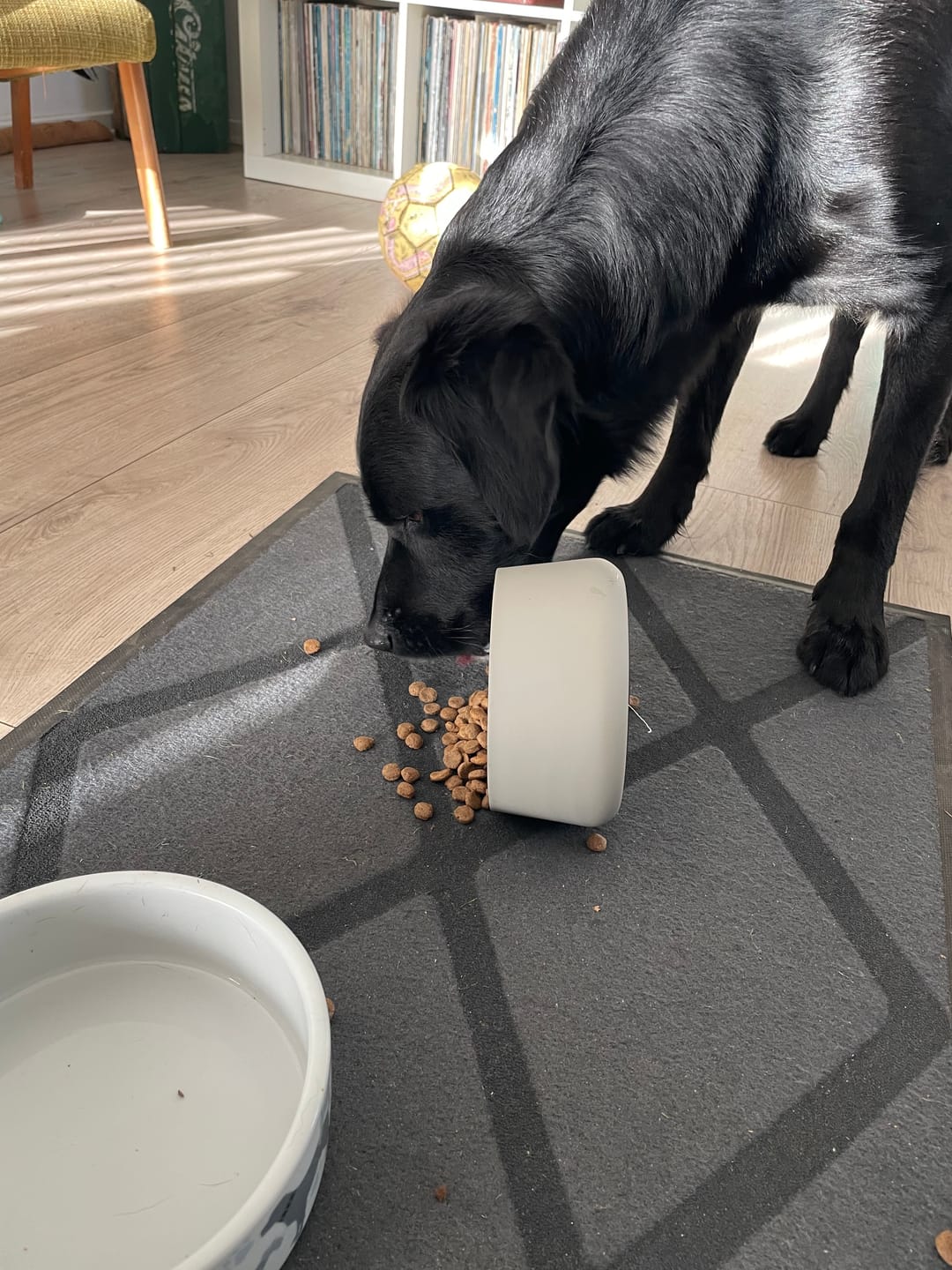 Customer photo review of Globe Buddy Brown, dansk premium fuldfoder med insektprotein, 10 kg