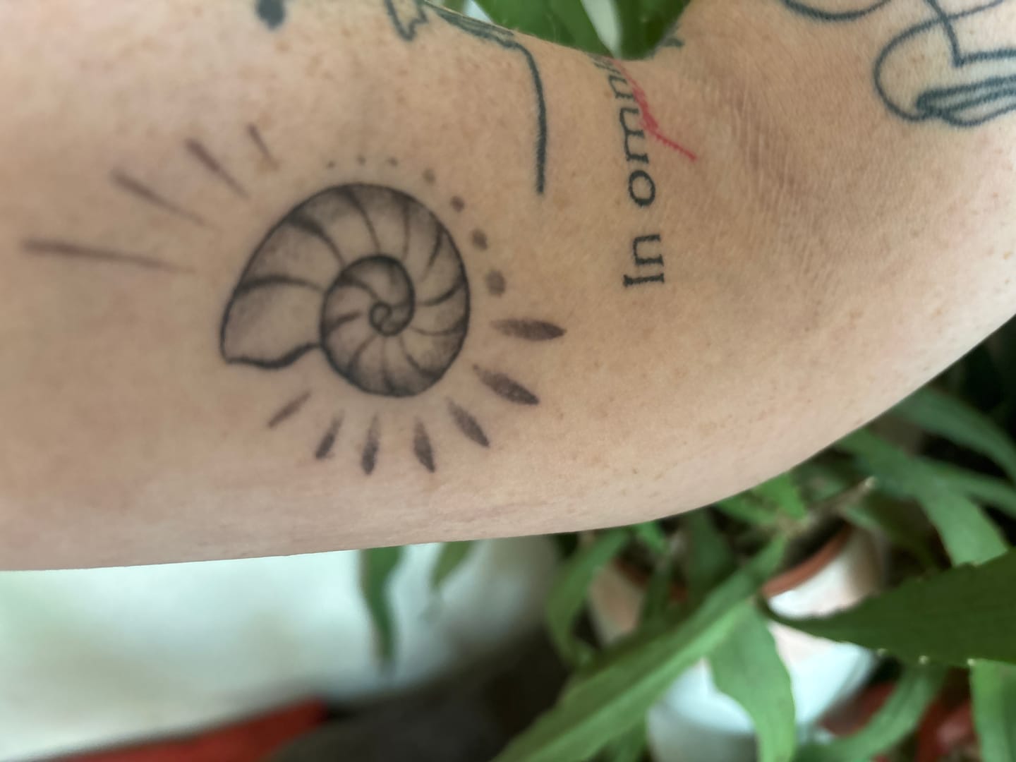 Customer photo review of Shell