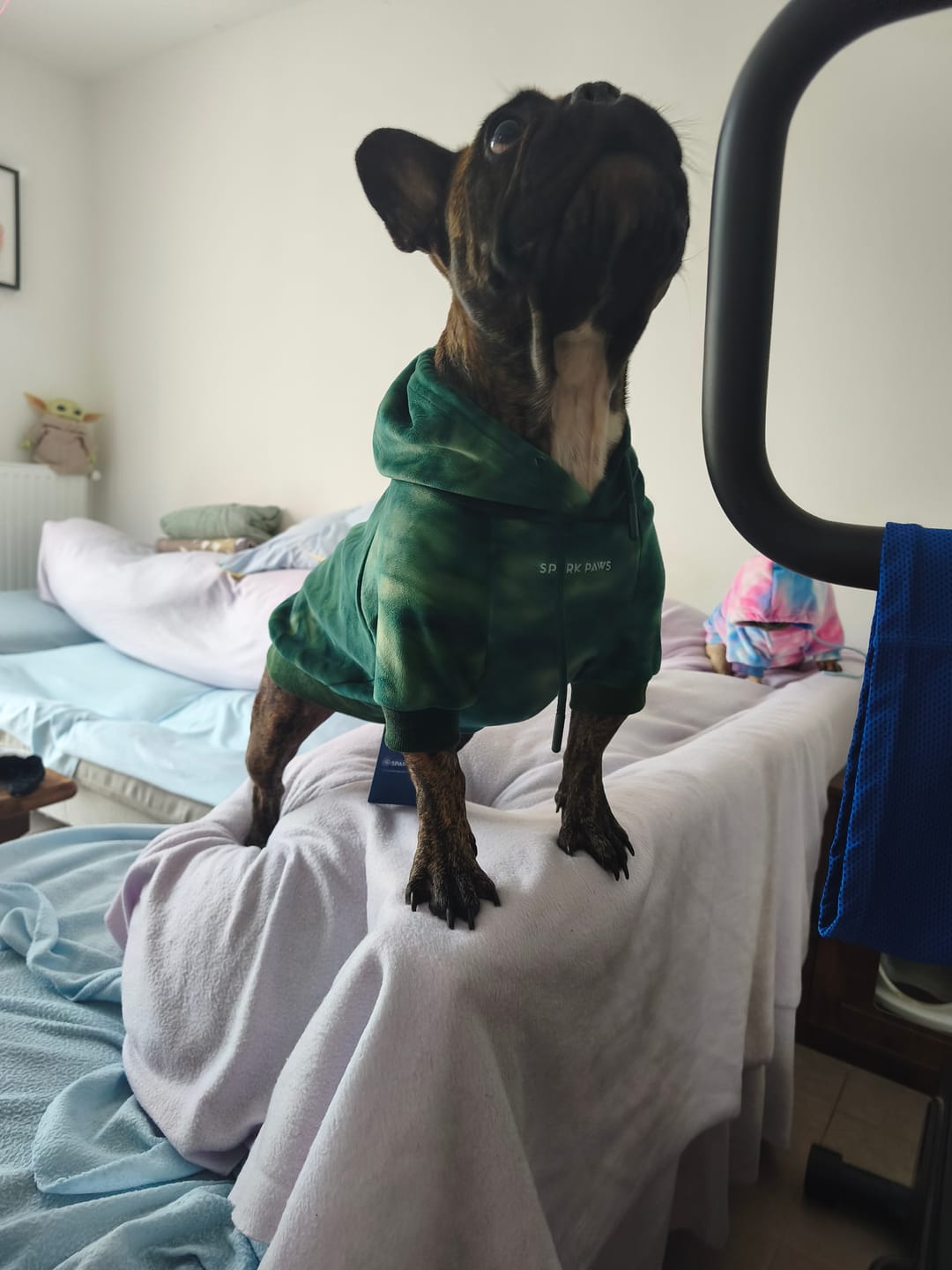 Customer photo review of Velvet Dog Hoodie - Emerald Green